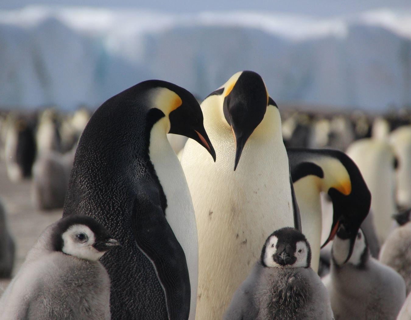 Penguins of Antarctica — with Heather Lynch