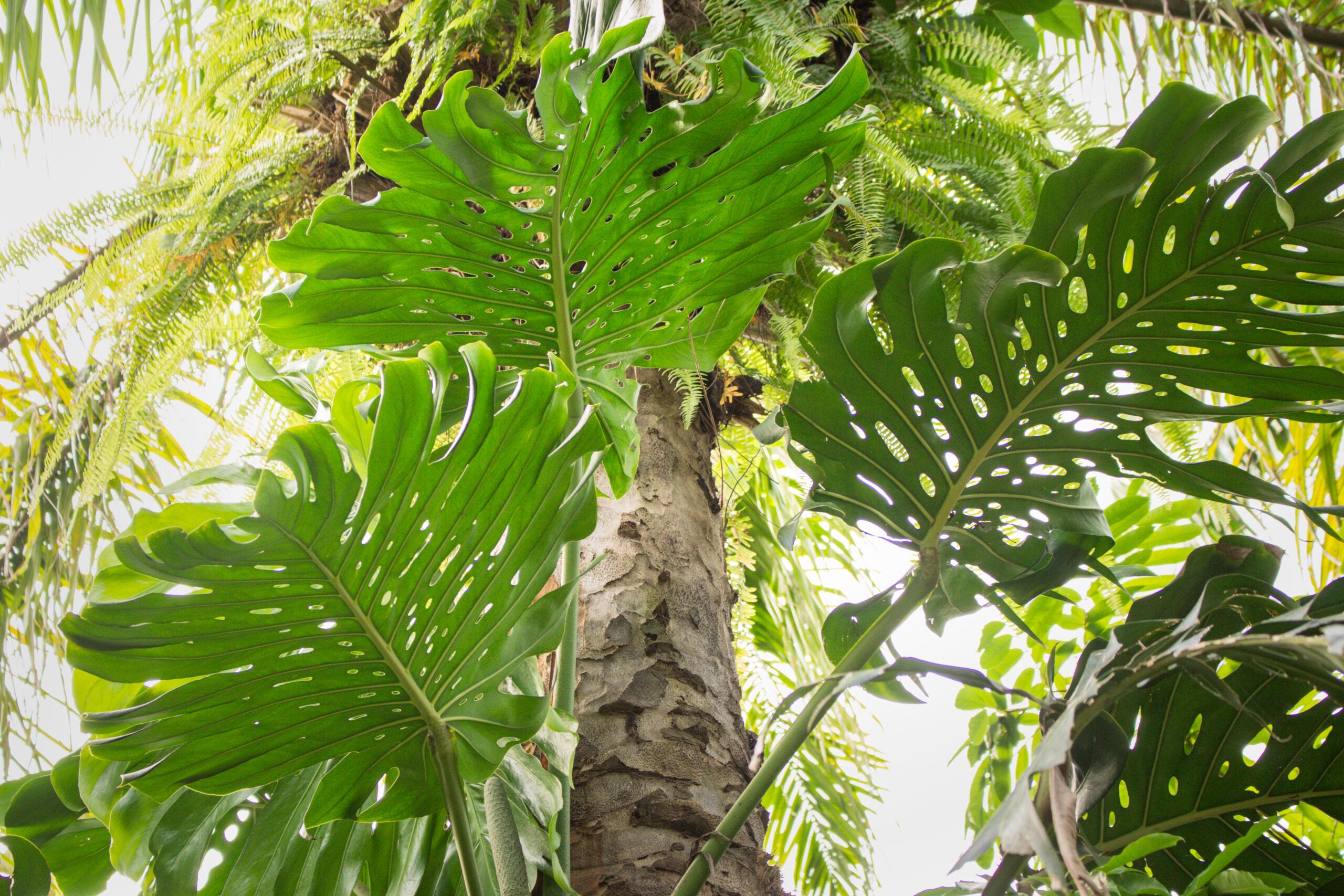 Naples Botanical Garden Closed