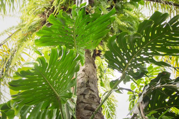 Naples Botanical Garden Closed
