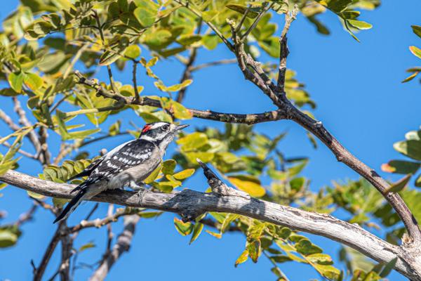 Birding in the Garden