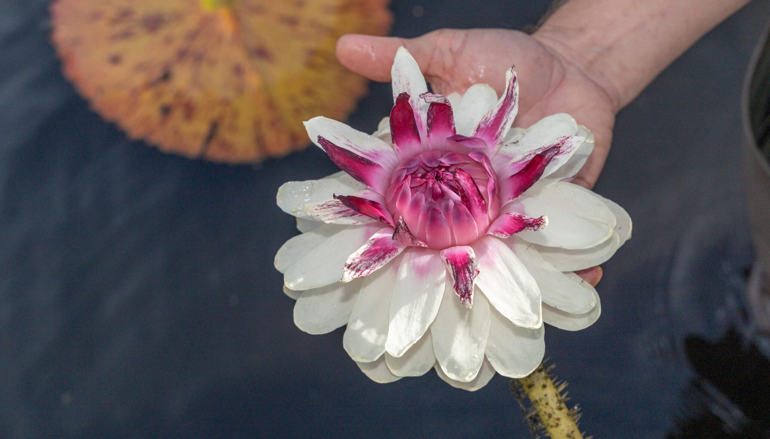Waterlily Weekend