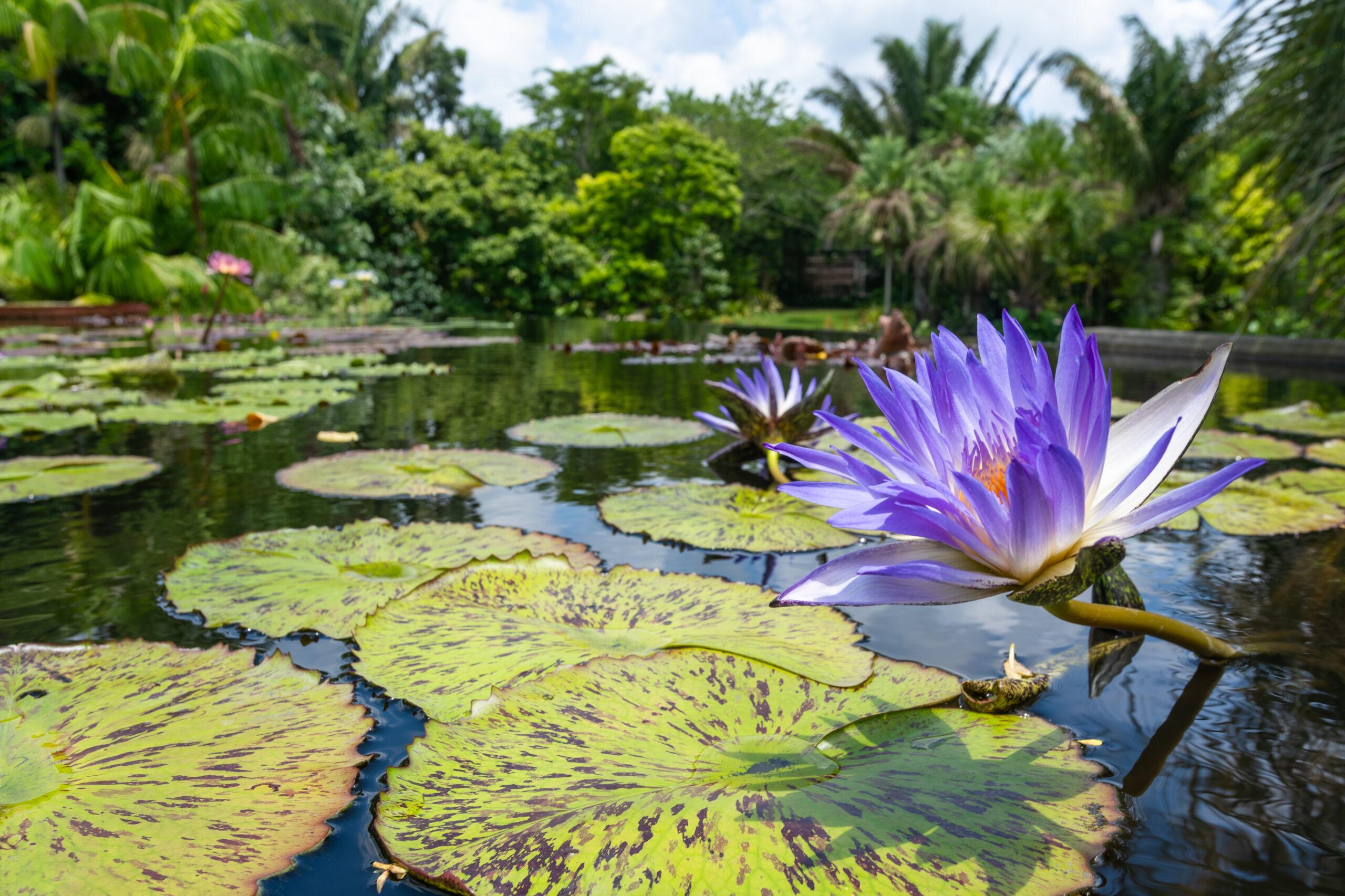 Walk Among the Waterlilies