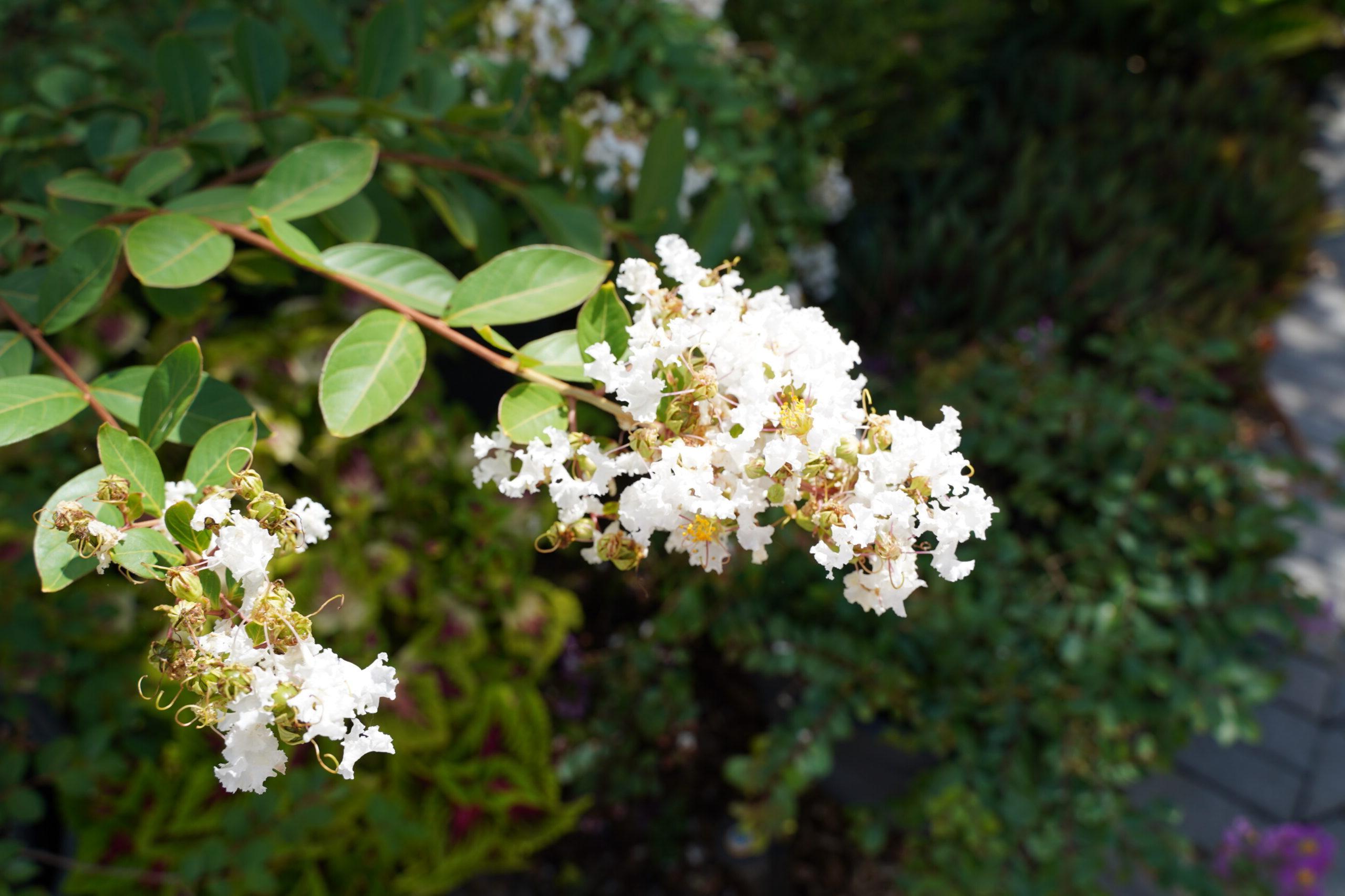 Plant Poetry: Writer's Circle