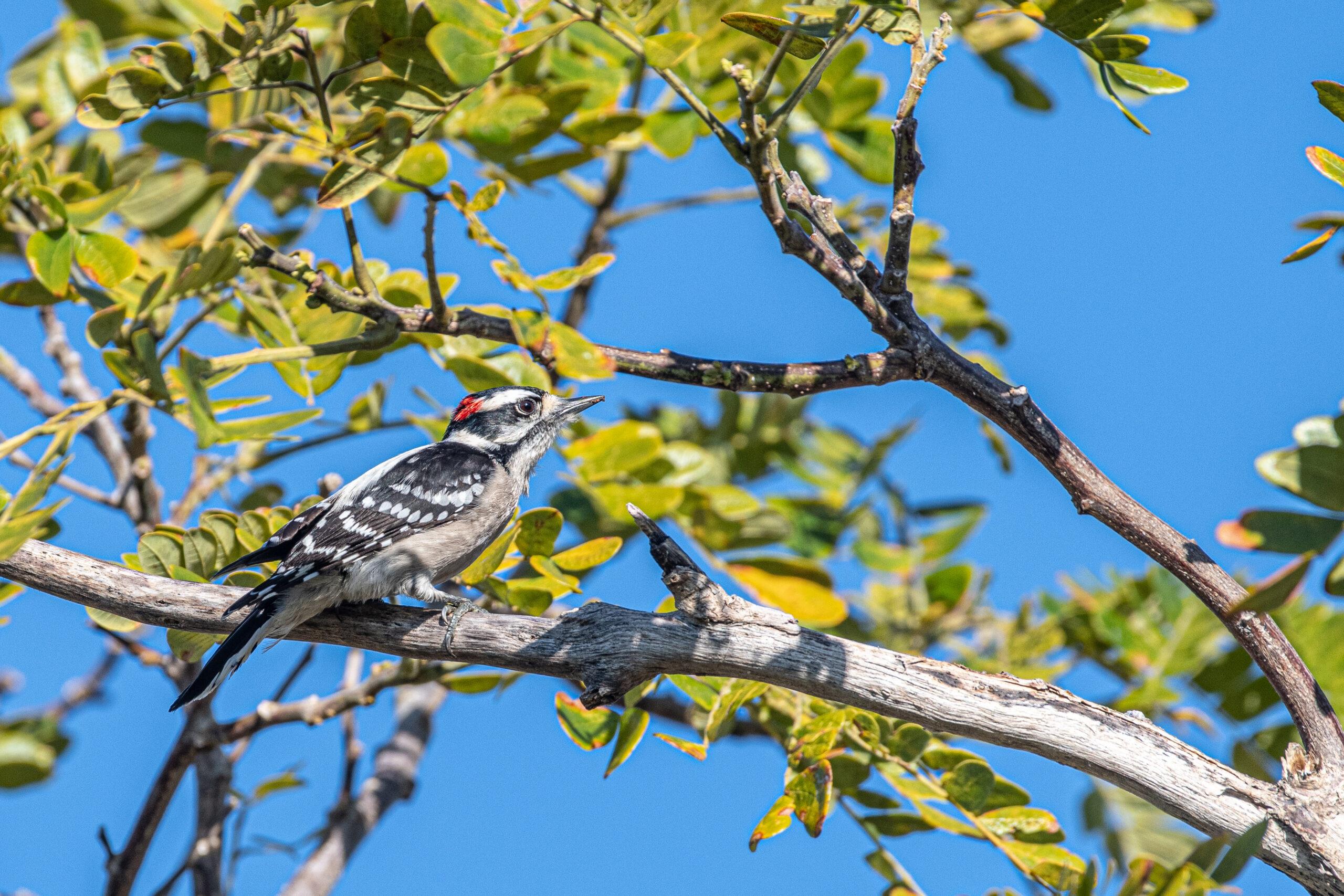 Birding in the Garden